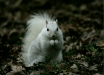 Grey Squirrel